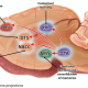 Anatomie des projections dopaminergiques